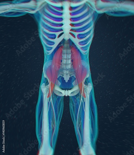 Human anatomy, psoas muscle, soul muscle, core strength, yoga, pilates. 3D illustration photo