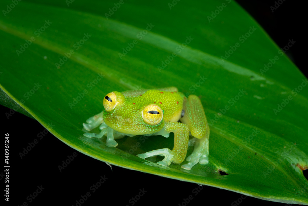 Obraz premium Rana de cristal