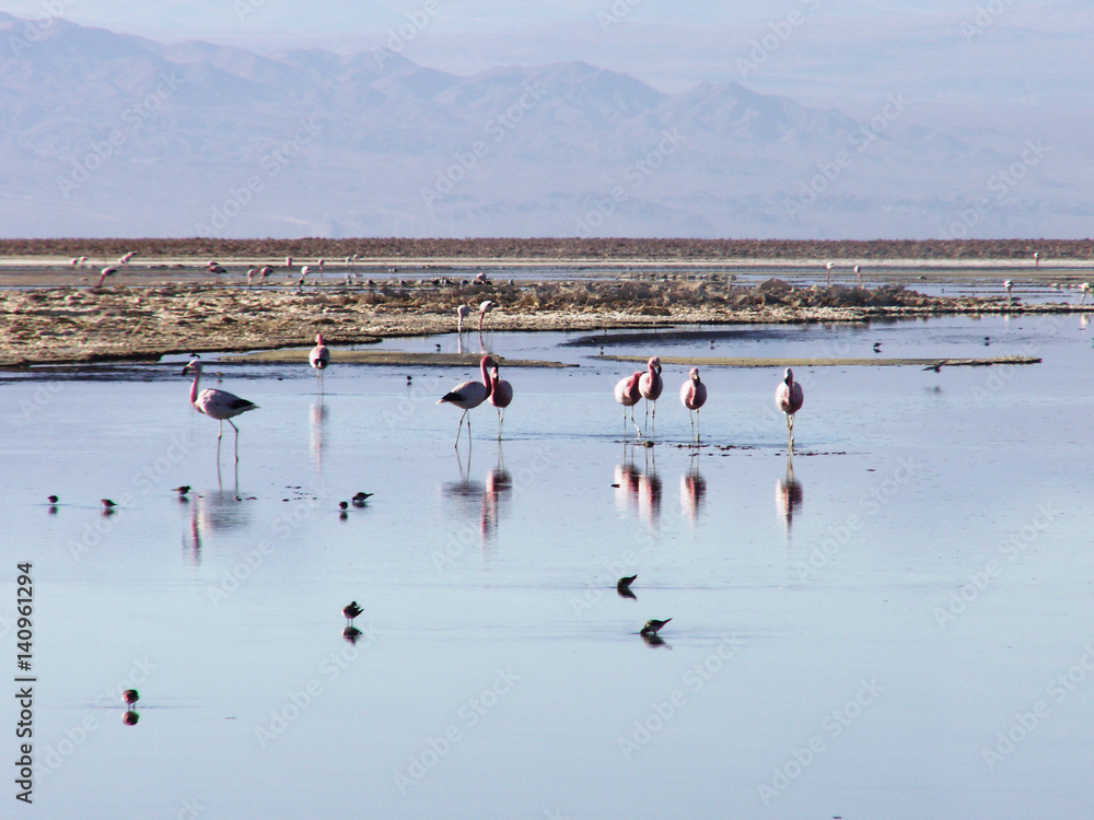 pelican Peruvian Chile lake Atacama desert South America