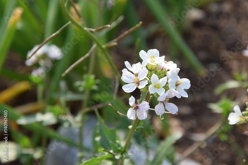White flowers