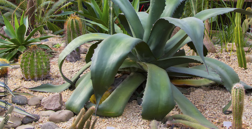 Foto Alpine garden of succulents, cacti, stones, gravel.