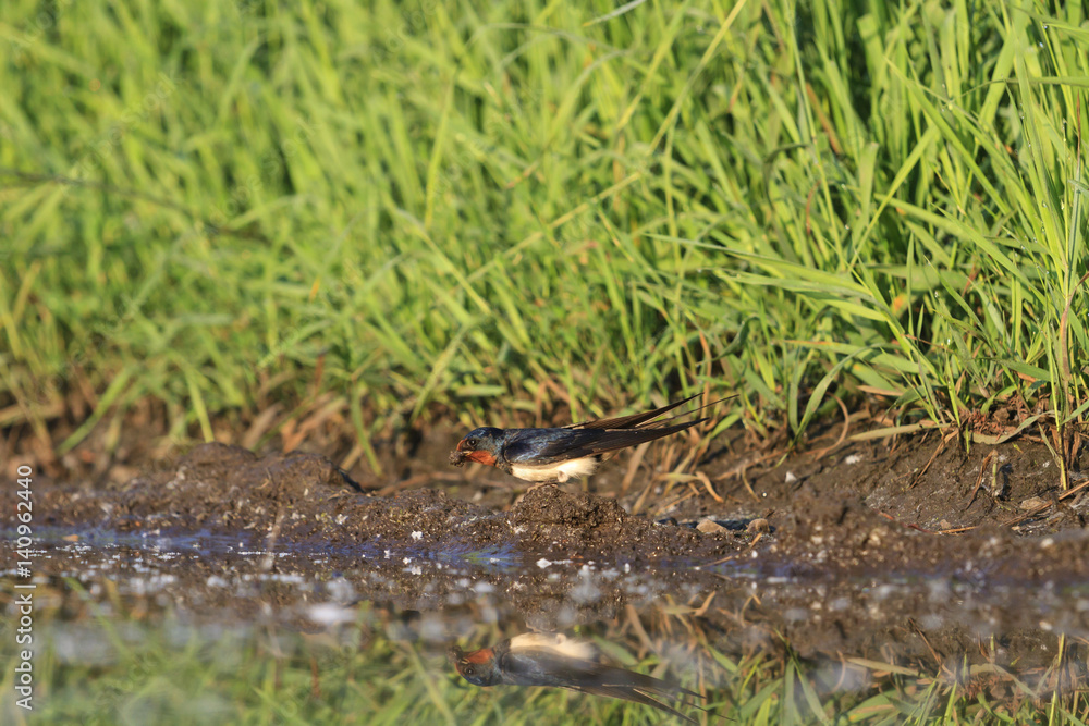 Swallow collecting material for nest Swallow collecting material for nest