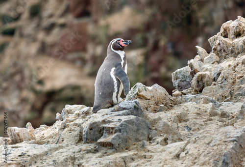 Humboldt Penguin stand on the rocky shoreline of the island Ballestas in Paracas national park. It is a designated UNESCO World Heritage Site - Peru, South America