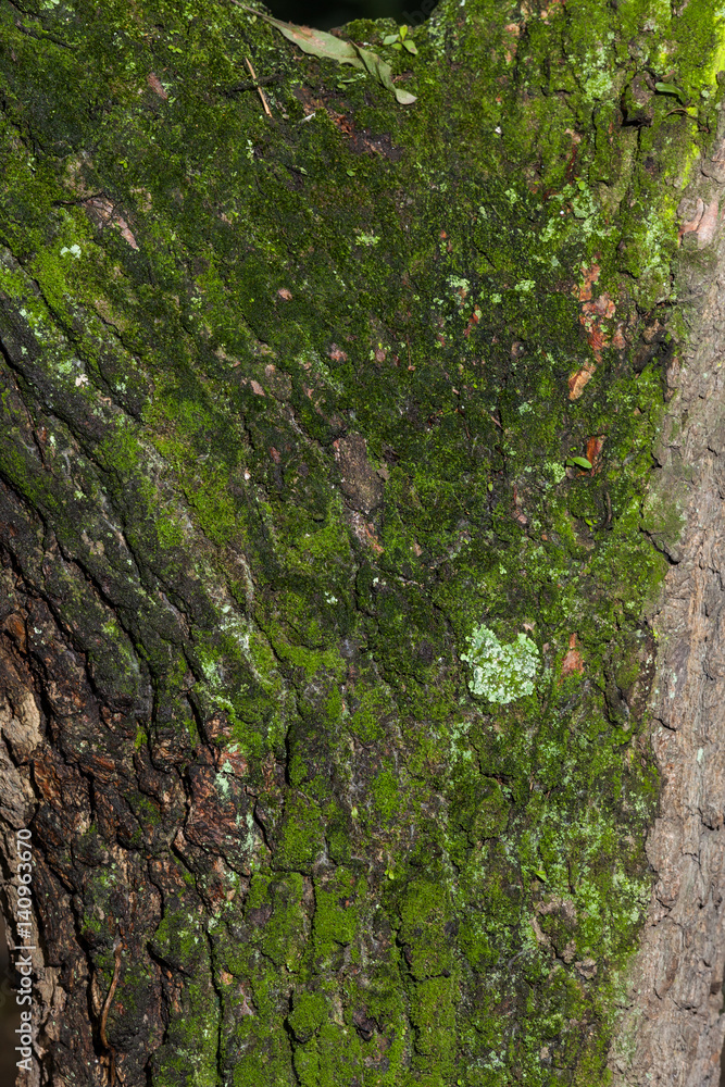 Tree bark texture with moss Tree bark texture with moss
