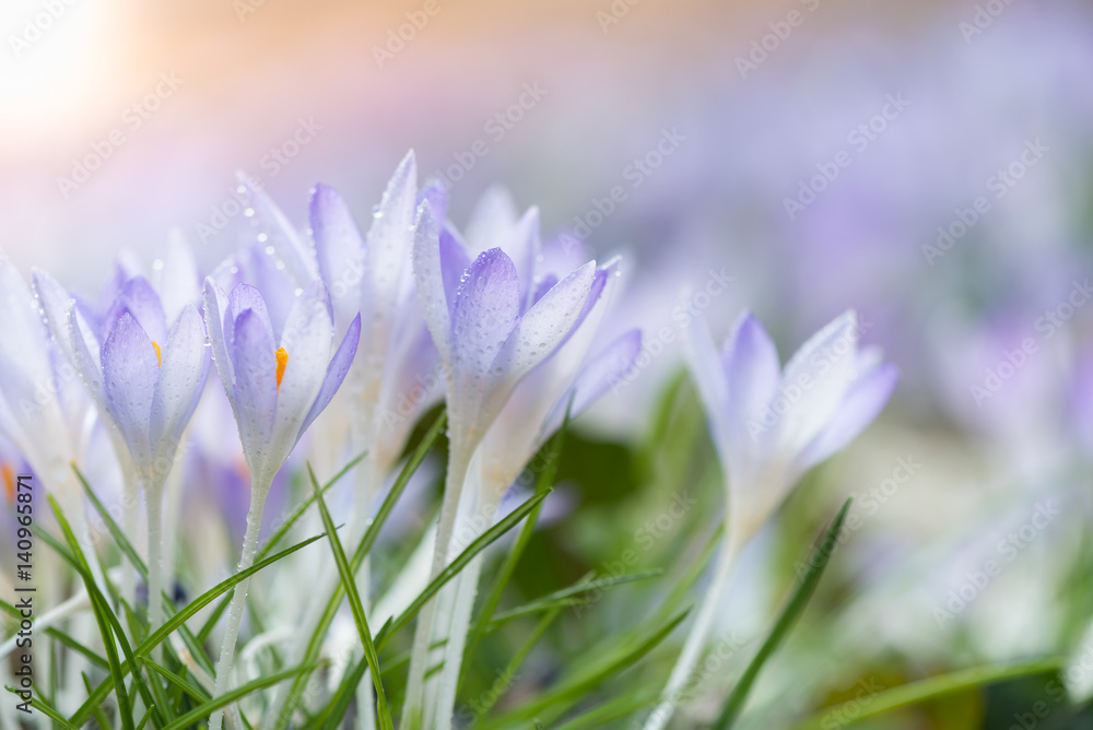 Crocuses Crocuses