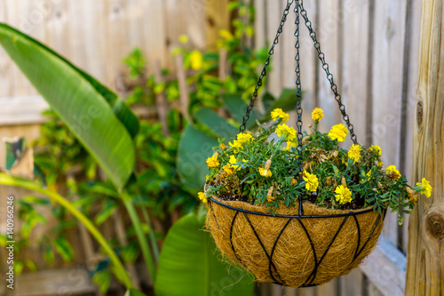 Hanging Basket of Yellow Flowers