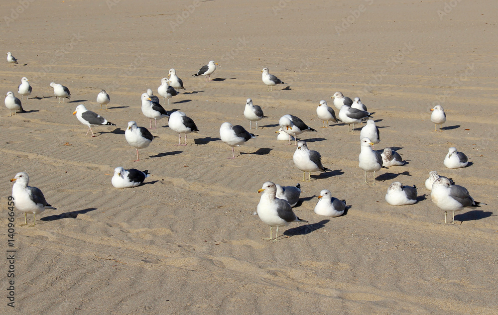 Fototapeta premium Group of Seagulls