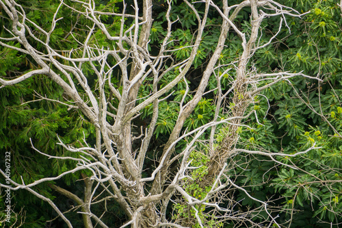 Beautiful nature of the forests in Italy with rare plants and a lot of various trees