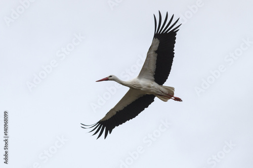 white stork (ciconia ciconia) in flight.