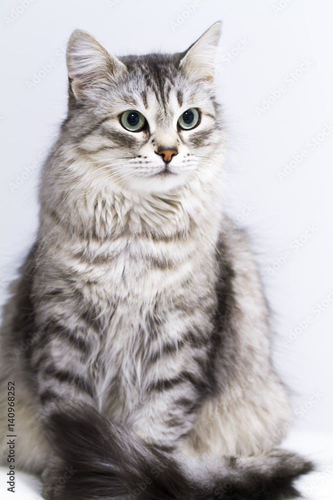 lovely silver cat in the house, female siberian breed