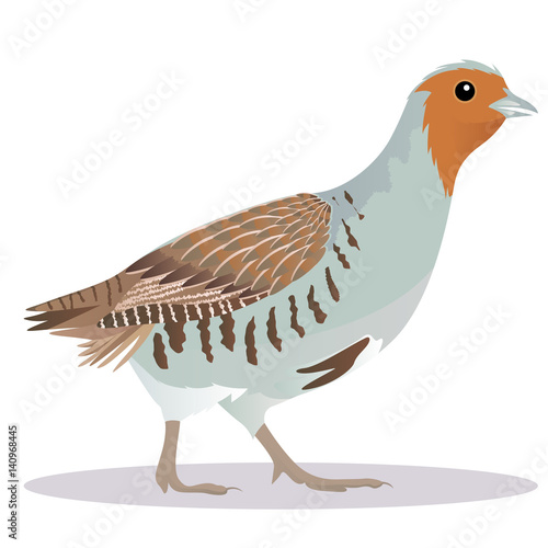 Tela Partridge bird