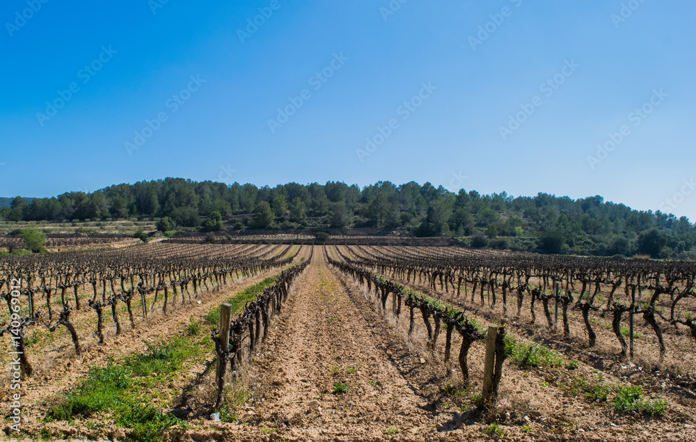Field of grape vines early spring in Spain, mountains in the background. Wine grape area