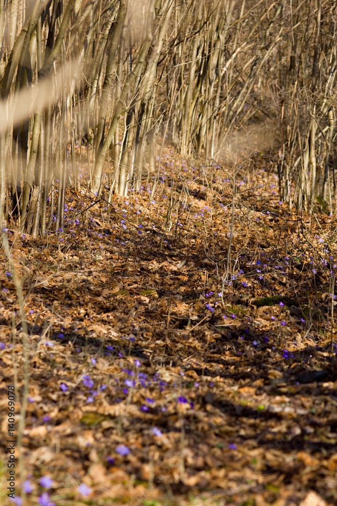 Fototapeta premium Spring path in the woods.