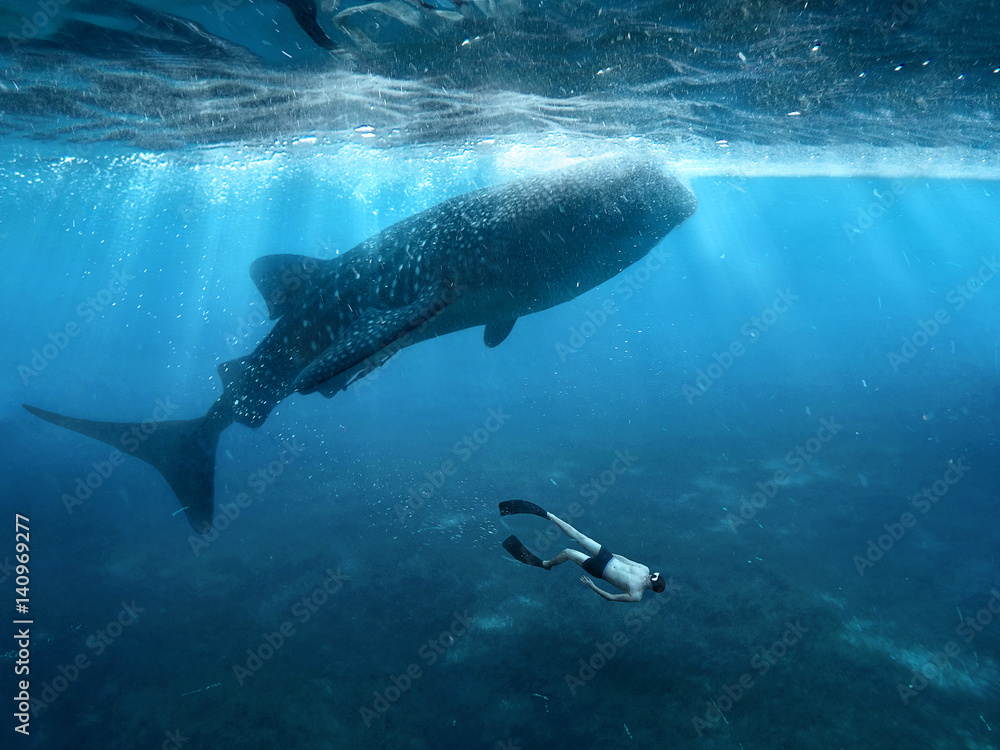 Fototapeta kuchenna Freediving with whale sharks - rekin, wieloryb,  nurkowanie, fototapety | Foteks