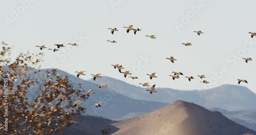 Large flock of snow geese fly in sync, slow motion