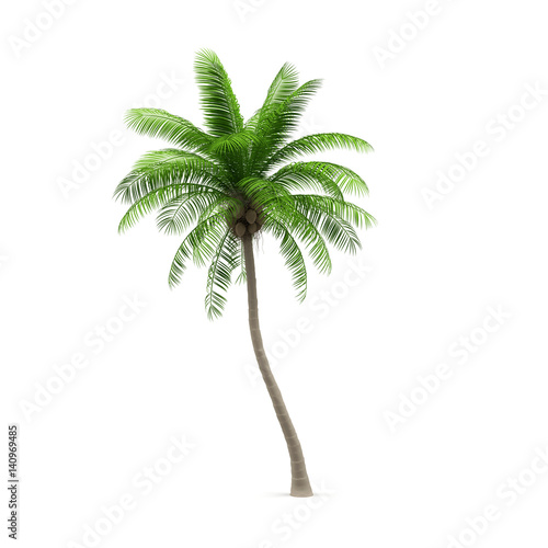 Coconut tree, isolated on white background. 3d image