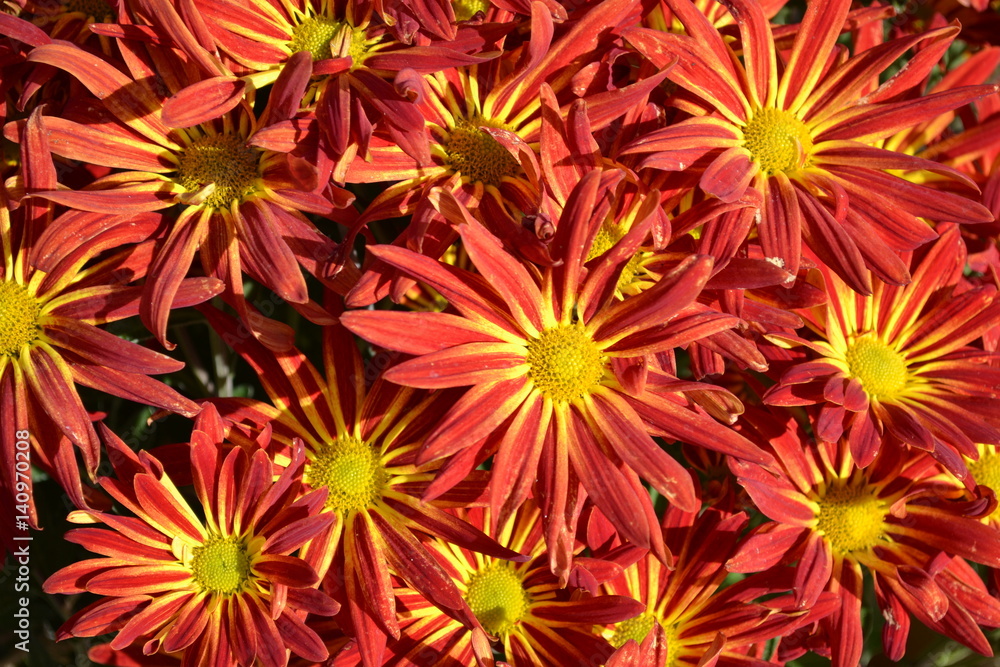 Obraz premium Red and Yellow Daisy