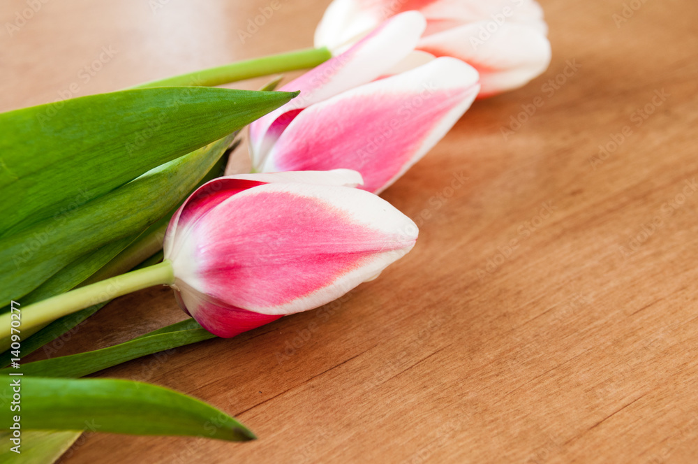 White, red tulips lie on the table White, red tulips lie on the table