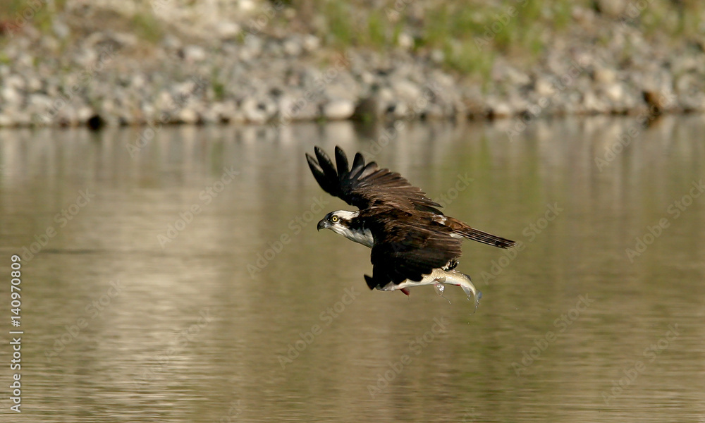 Obraz premium Osprey