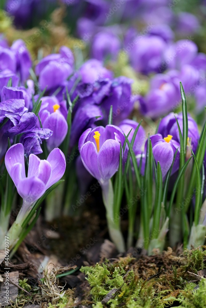 Beautiful blue flowers crocuses