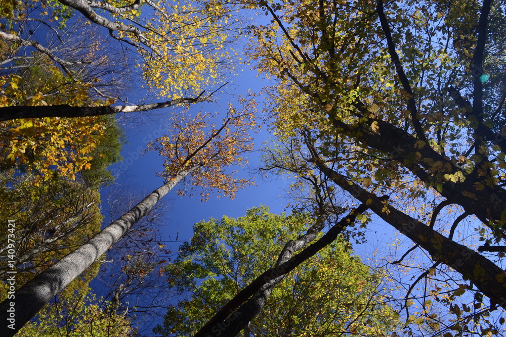 Fototapeta premium Tree Perspective