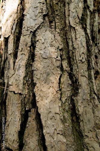 Pine's Bark in Hitachi laboratory garden photo