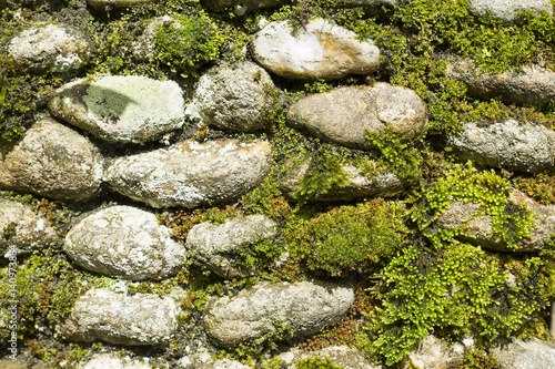 Texture of stones and moss