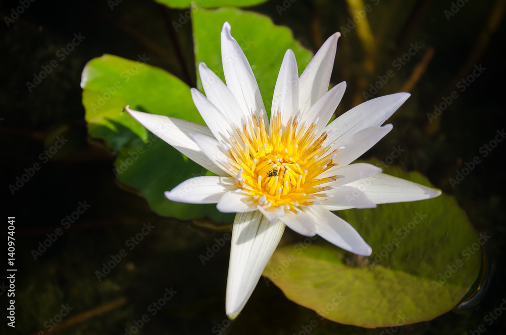 White waterlily flower blossom in a pond White waterlily flower blossom in a pond