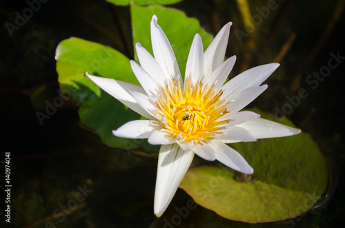 White waterlily flower blossom in a pond