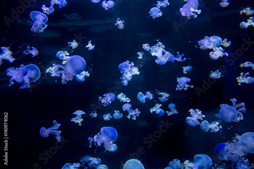 many blue jellyfishes - spotted jellyfish