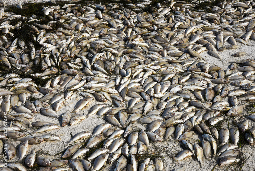 Dead Fish Dead Fish