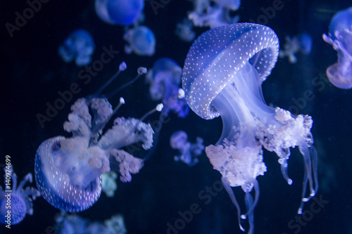 jellyfish under water