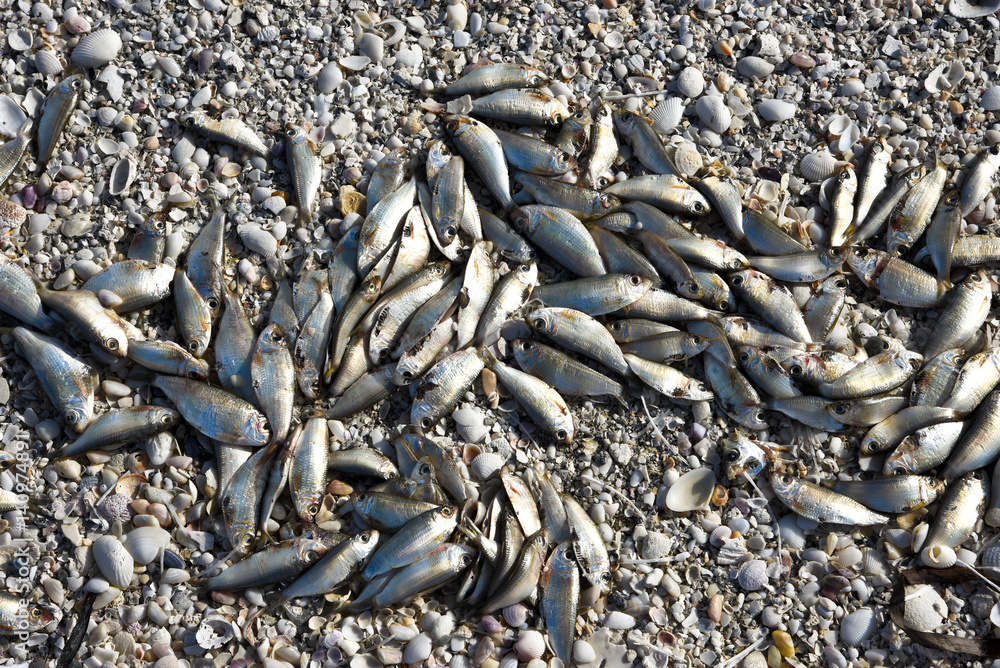 Dead Fish Dead Fish