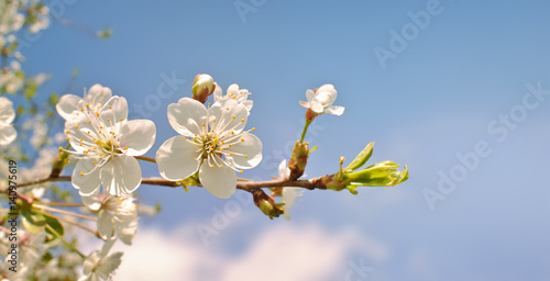 Cherry blossom. Spring flowers background. Cherry blooming tree on blue sky 