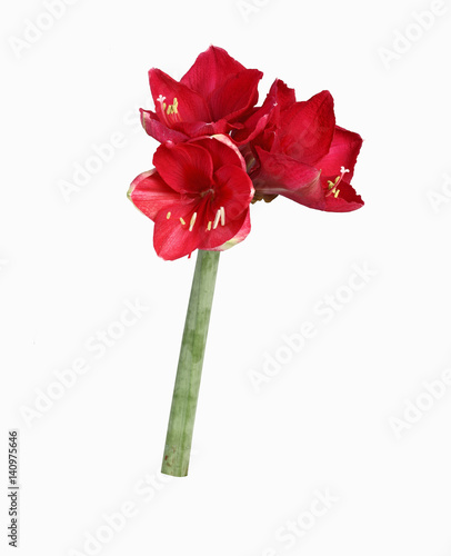 Freisteller einer karminroten Amaryllis