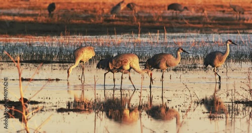 Sandhill Cranes Wade in Pond, Bosque del Apache Wildlife Refuge