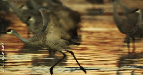 Close up slow motion, sandhill cranes fly away from shallow pond