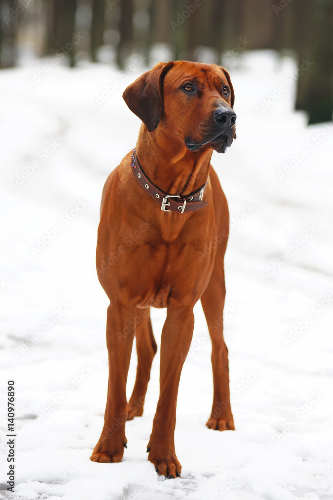 Rhodesian Ridgeback dog standing on a snow in winter forest Rhodesian Ridgeback dog standing on a snow in winter forest