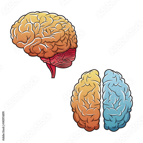human brains top view and side vector illustration eps 10