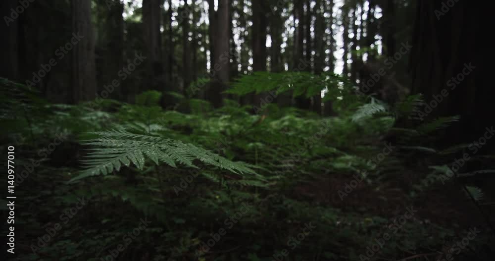 Forest ferns in California, nature scene Forest ferns in California, nature scene