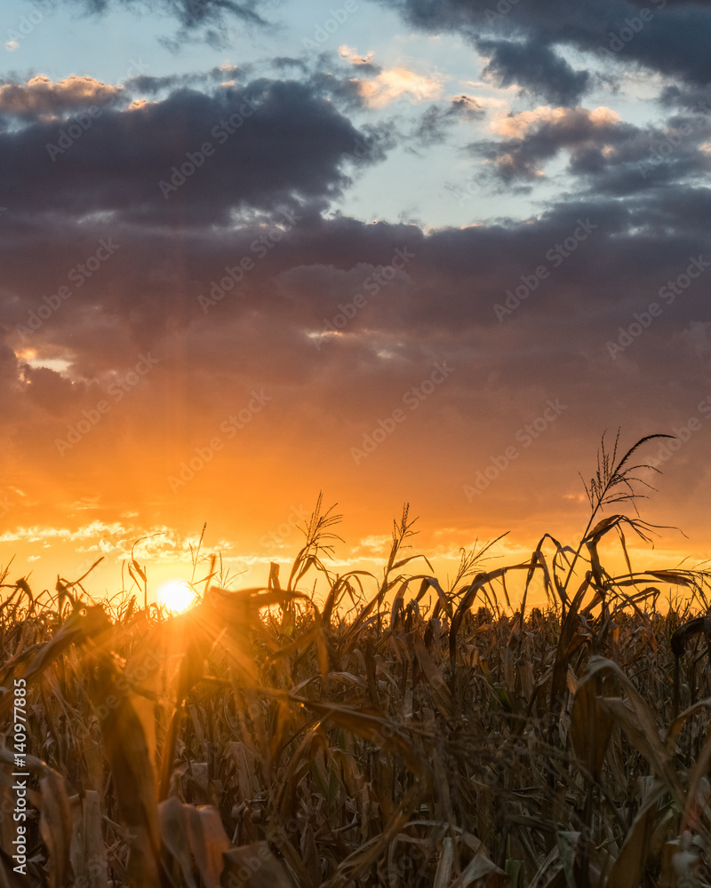 Naklejka premium Rural Sunset