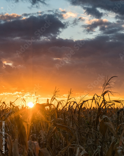 Quadro su tela Golden Rural Sunset Over Cornfield with Dramatic Sky