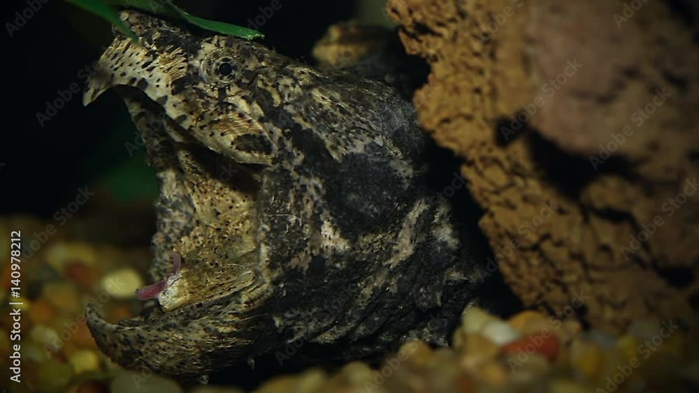 An Endangered Alligator Snapping Turtle (Macrochelys temminckii) uses a specialized worm-like lure in its mouth to catch fish drawn to the wriggling movements. Ambush predators and camouflage. An Endangered Alligator Snapping Turtle (Macrochelys temminckii) uses a specialized worm-like lure in its mouth to catch fish drawn to the wriggling movements. Ambush predators and camouflage.