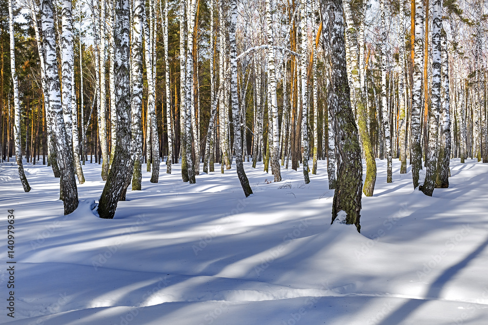 Birch grove in winter. Siberia, Russia Birch grove in winter. Siberia, Russia
