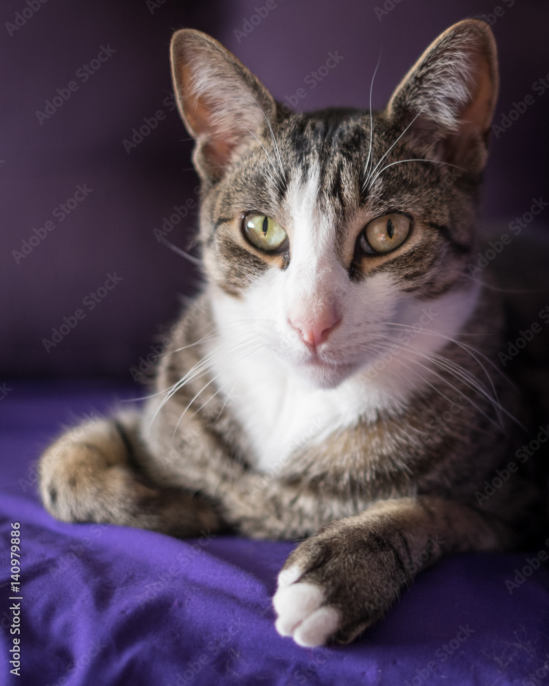 Adorable Closeup Cat Portrait on the Couch Adorable Closeup Cat Portrait on the Couch