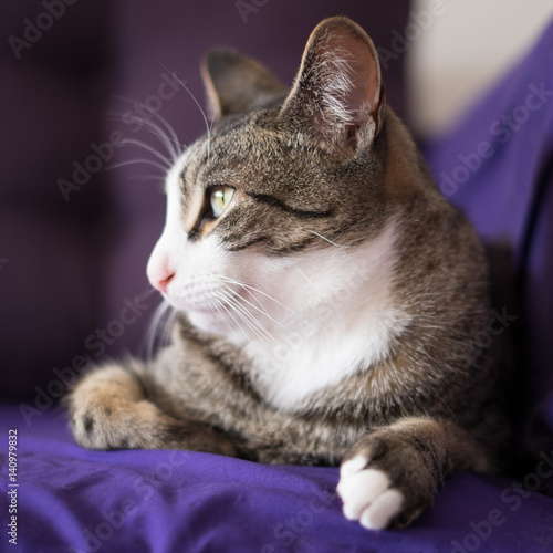 Adorable Closeup Cat Portrait on the Couch