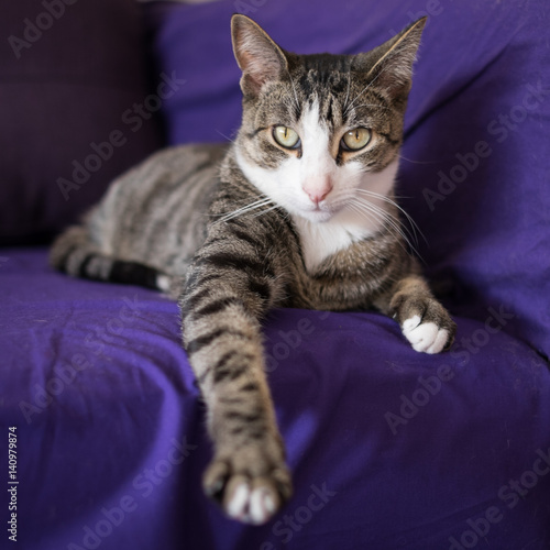 Adorable Closeup Cat Portrait on the Couch