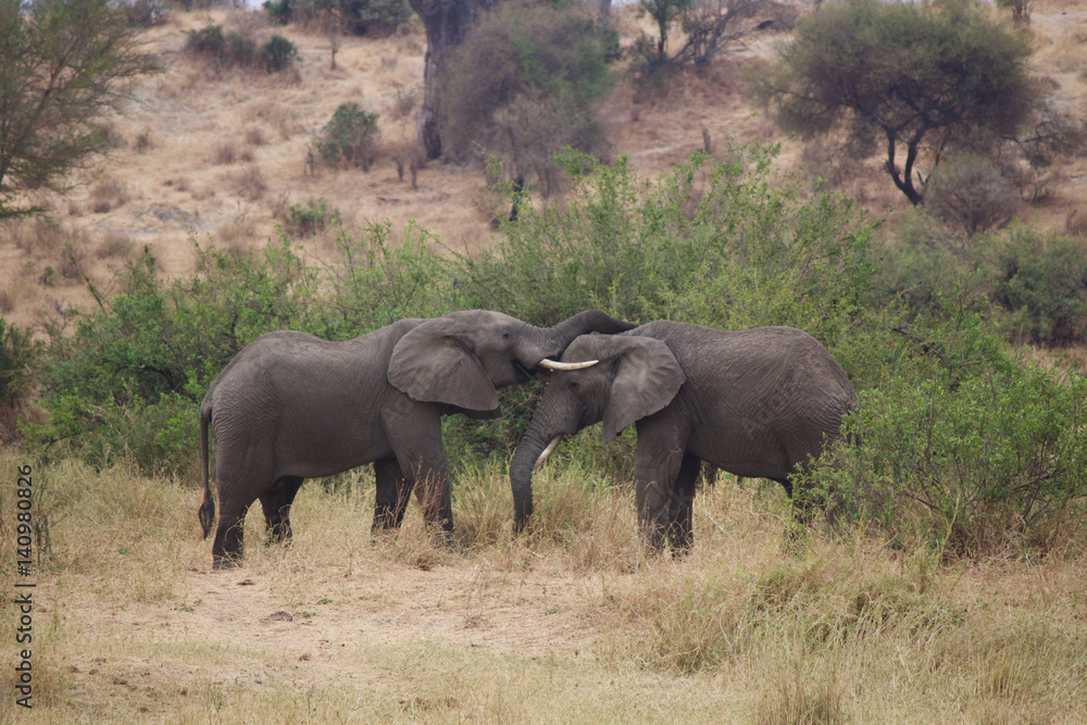 Two African Elephants Fighting in Tanzania