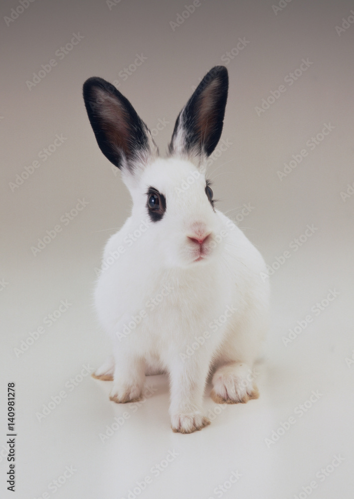 Obraz premium Rabbit