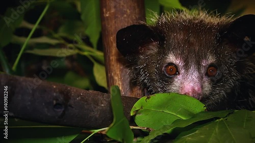 Very rare Aye-aye in a tree in the wilds of Madagascar. This is one of the most elusive nocturnal lemurs. Footage is extremely rare. photo
